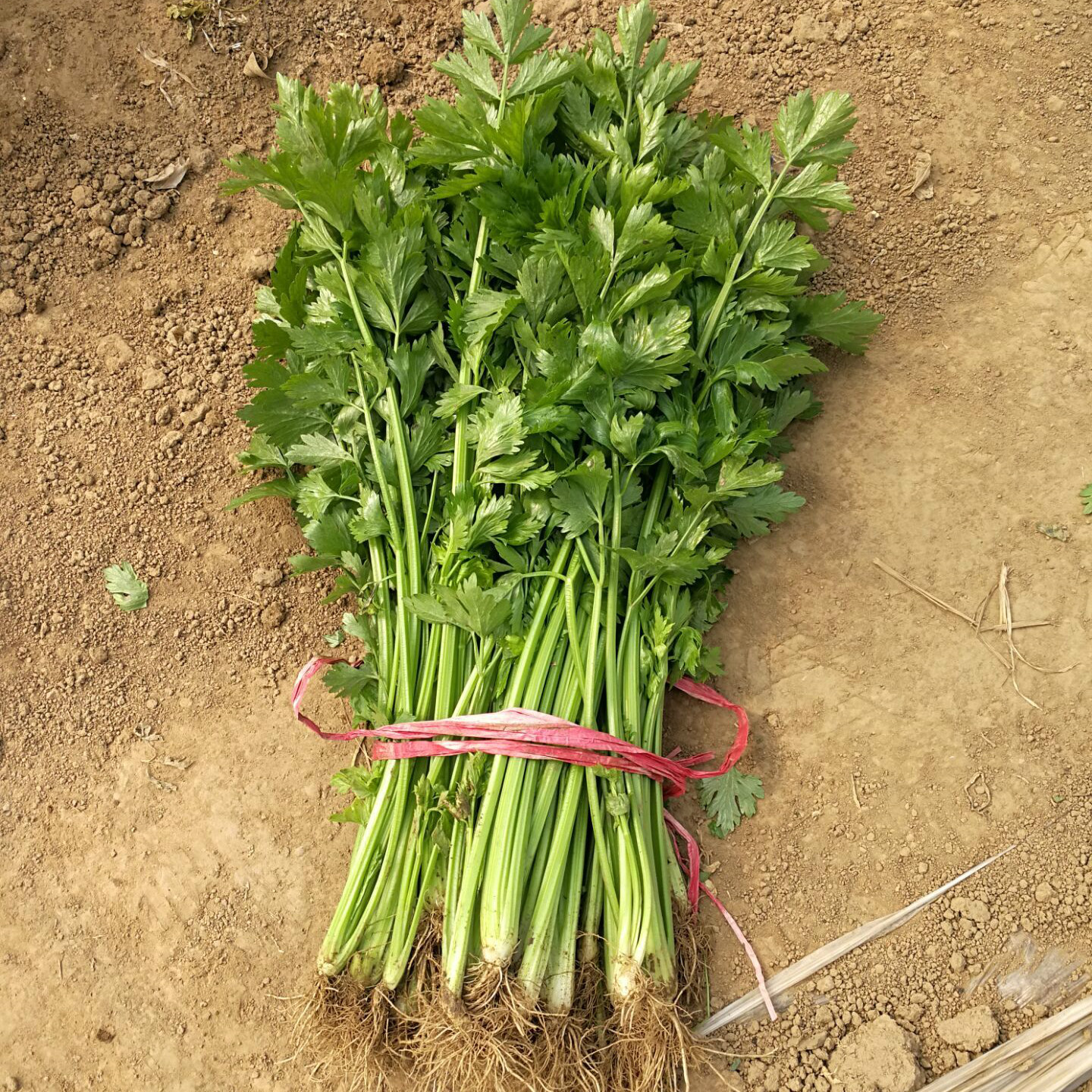 禅悦无公害绿色生态旱芹菜蔬菜