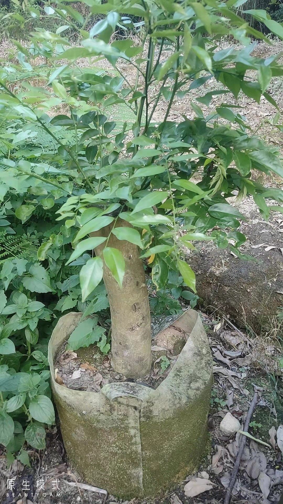 红木海南黄花梨油梨木大树降香黄檀花梨母香枝木树苗盆景办公室内