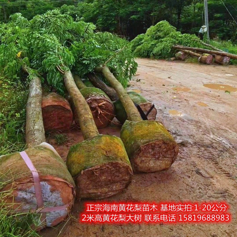 正宗降香檀木海南黄花梨树木小苗
