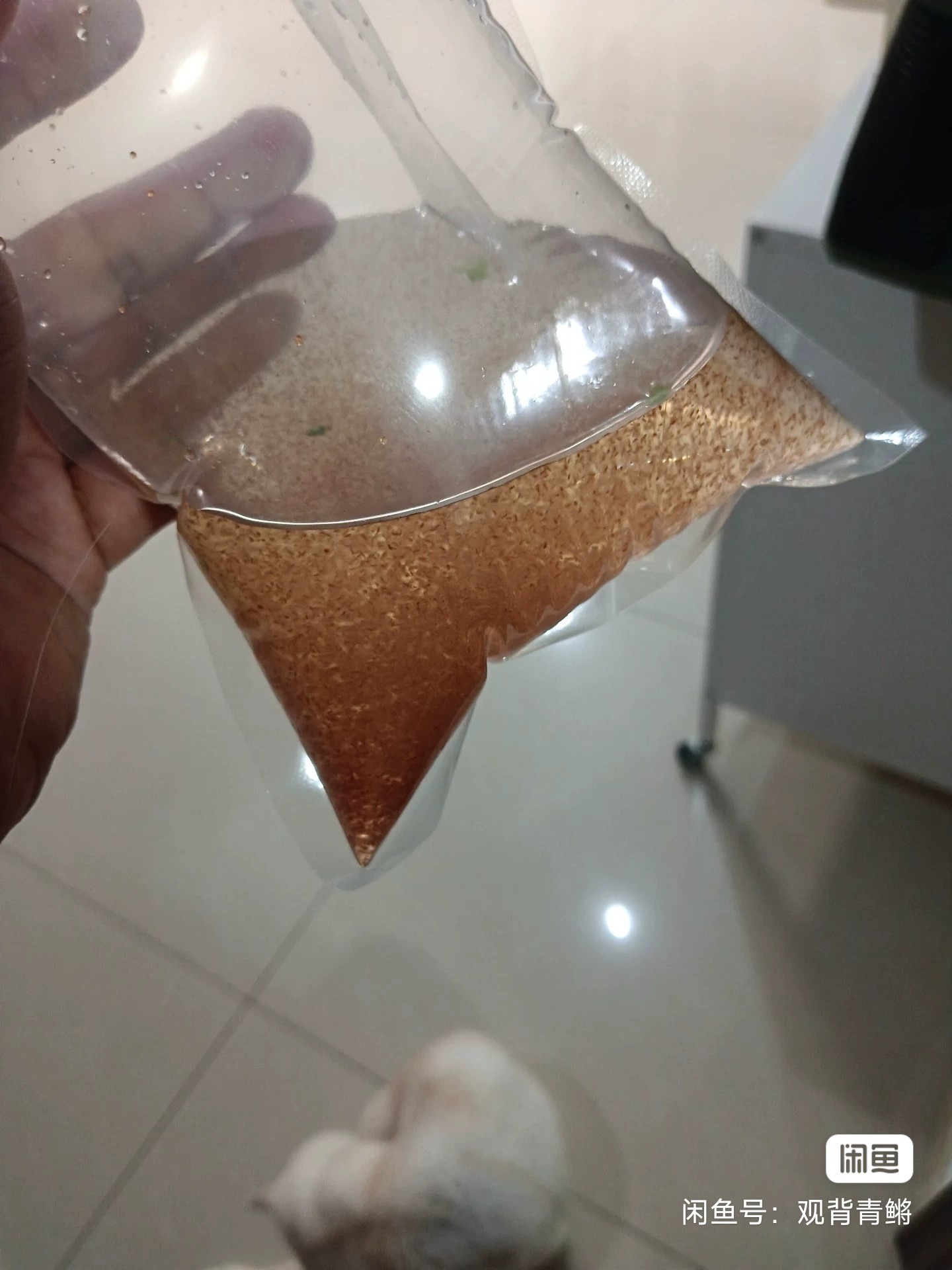 微型水蚤好养繁殖培养鱼食蹦蹦红虫斗鱼孔雀鱼苗开口饲料活苗水蚤