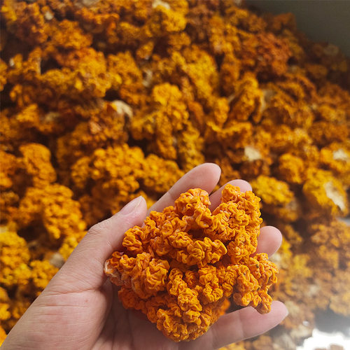 云南特产野外生长椴木金耳菌黄木耳脑耳银耳干木耳菌菇黄金耳干货 - 封面