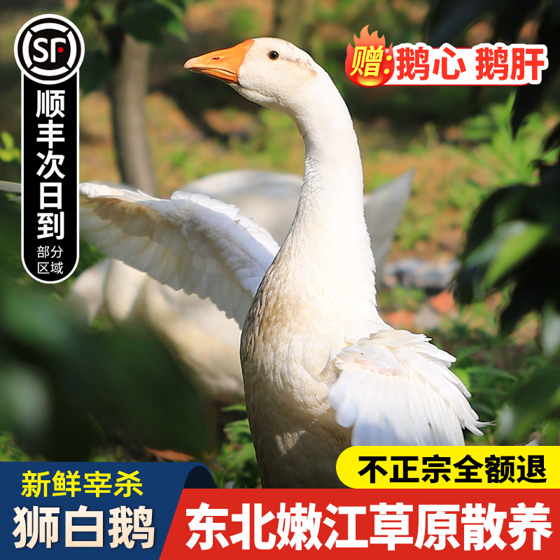 东北鹅肉新鲜大鹅整只宰杀铁锅炖