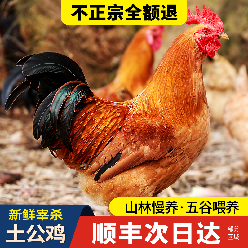 大公鸡新鲜现杀【顺丰次日到】