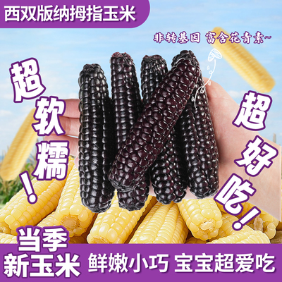 云南西双版纳拇指玉米新鲜软糯