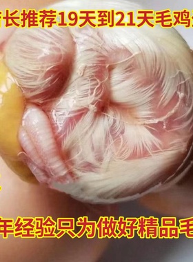 毛鸡蛋烧烤商用18天到21天全鸡毛蛋鸡胚蛋新鲜喜蛋旺鸡蛋生的包邮