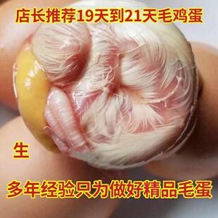 毛鸡蛋烧烤商用18天到21天全鸡毛蛋鸡胚蛋新鲜喜蛋旺鸡蛋生的包邮