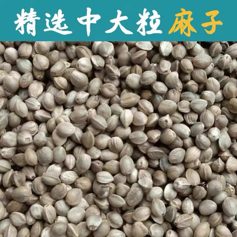 大颗粒火麻籽鹦鹉鸟粮仓鼠粮麻子