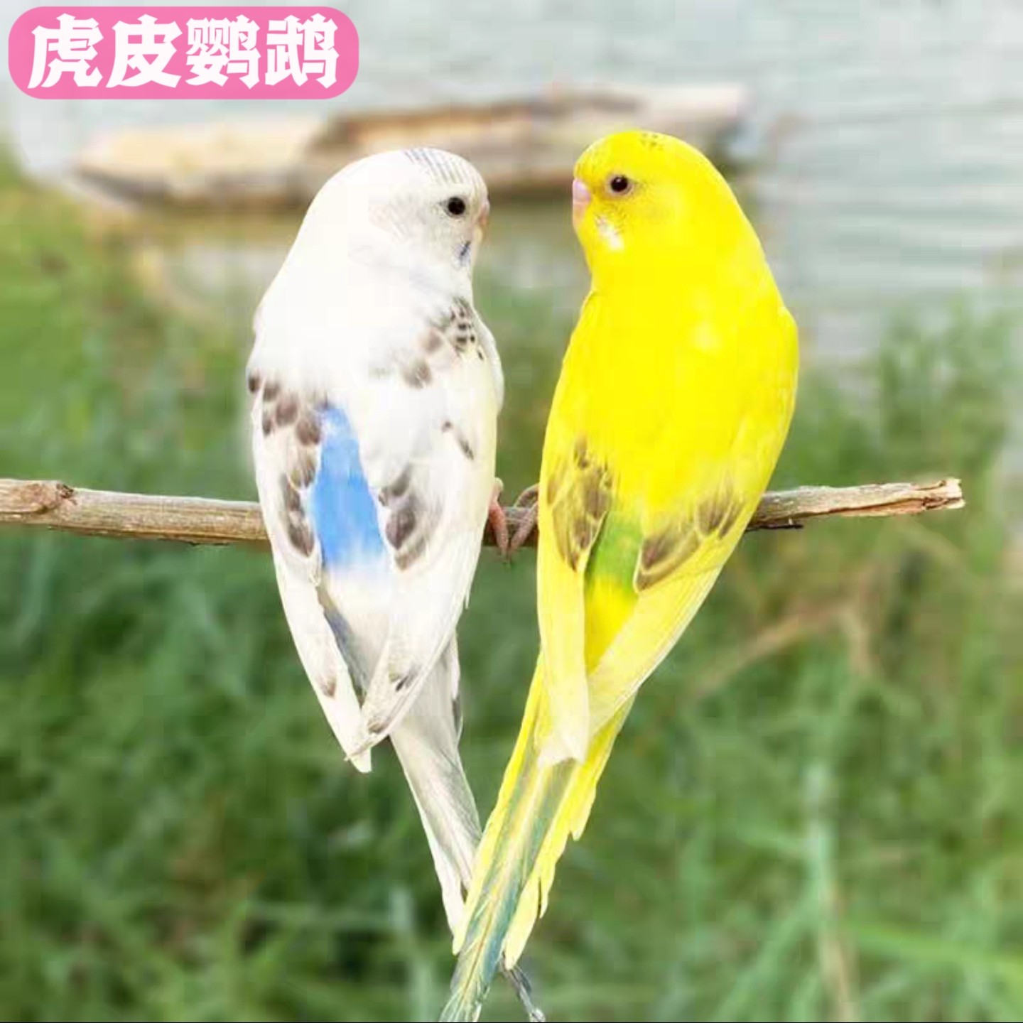 虎皮鹦鹉云班特色鹦鹉黄白红眼小鸟宠物活体