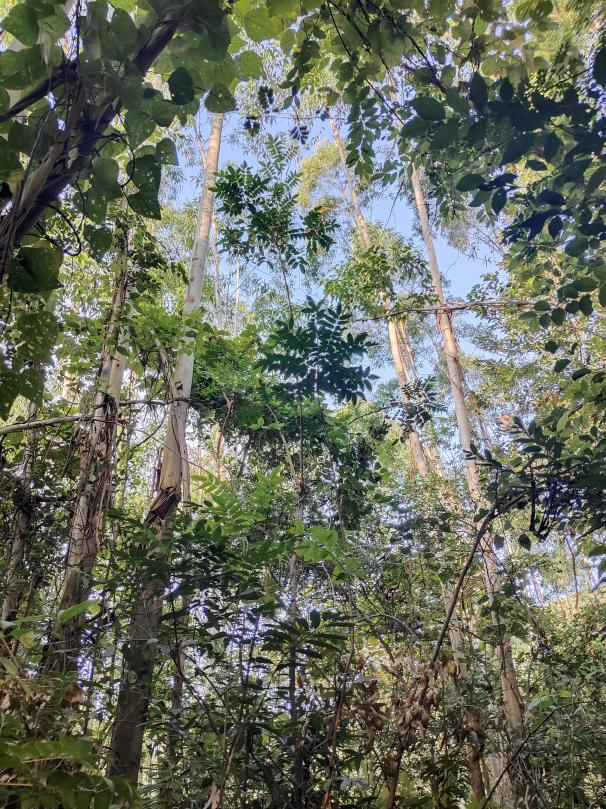 变卖位于广西永福县堡里镇波塘村的林权证编号为B451100726170的《林权证》项下的林地使用权、林木所有权、林木使用权