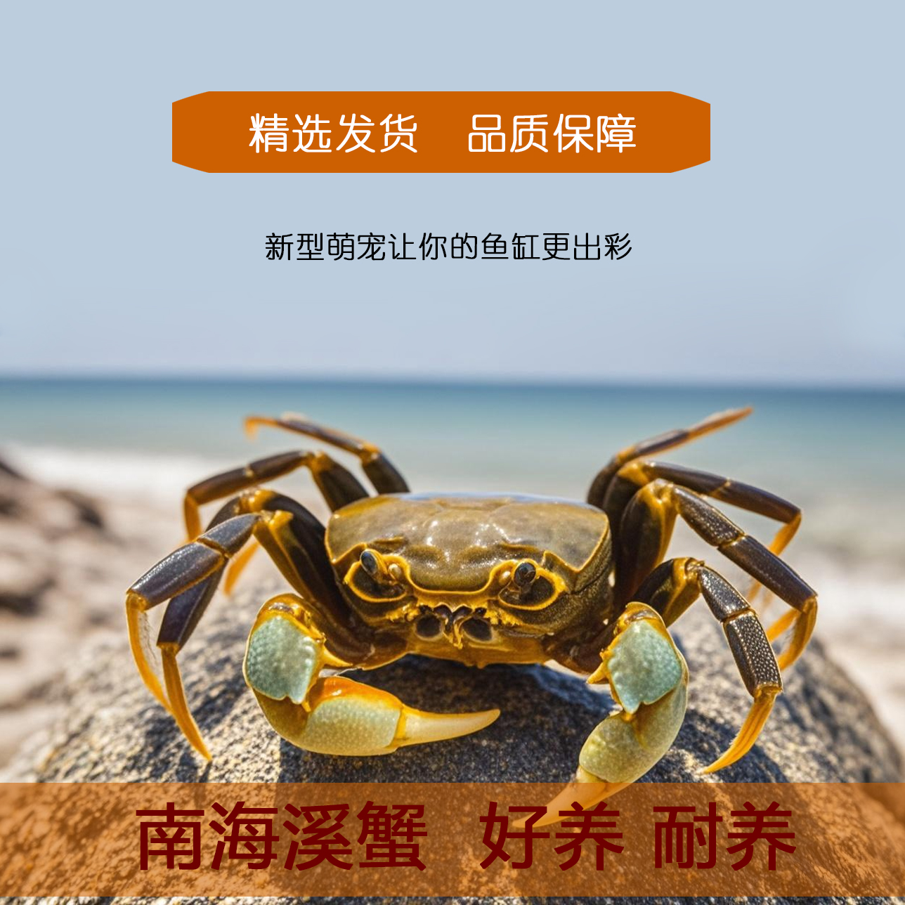南海溪蟹原生淡水桌宠易养水陆造景宠物活体好养