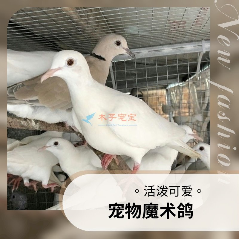 白魔术鸽子观赏鸽活苗活体幼鸟鸽