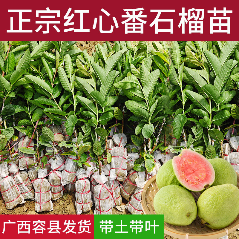 红心番石榴苗广西水果苗盆栽地栽嫁接台湾珍珠白心红宝石芭乐果苗