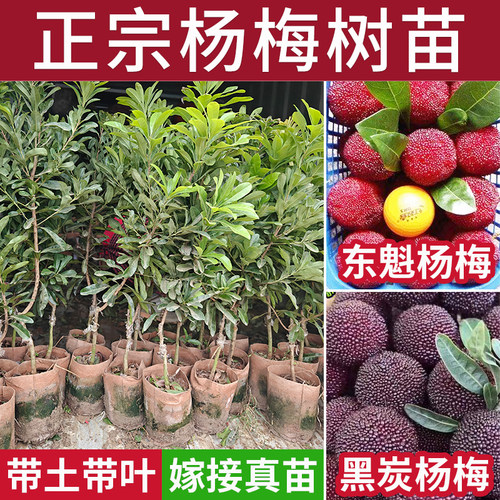 正宗东魁嫁接苗黑炭大果杨梅树苗