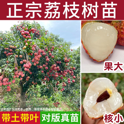 糯米糍桂味荔枝苗正宗南方果树
