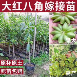广西八角树苗大红罗马木王八角嫁接高产量矮化特大带叶八角香料苗