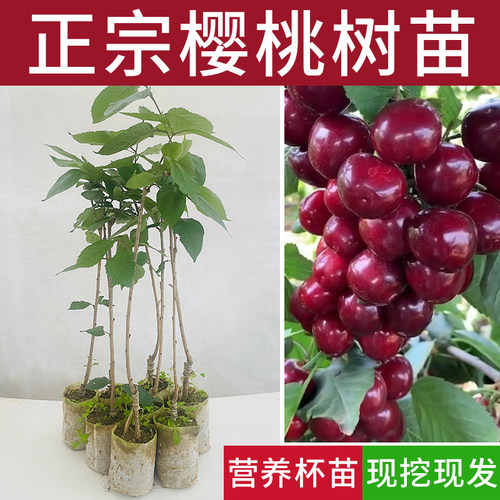 樱桃果树苗木黑珍珠正宗嫁接南北方种植盆地栽庭院车厘子水果苗子