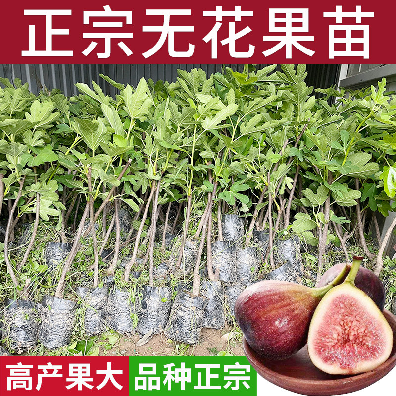正宗无花果树苗南北方种植水果苗图片