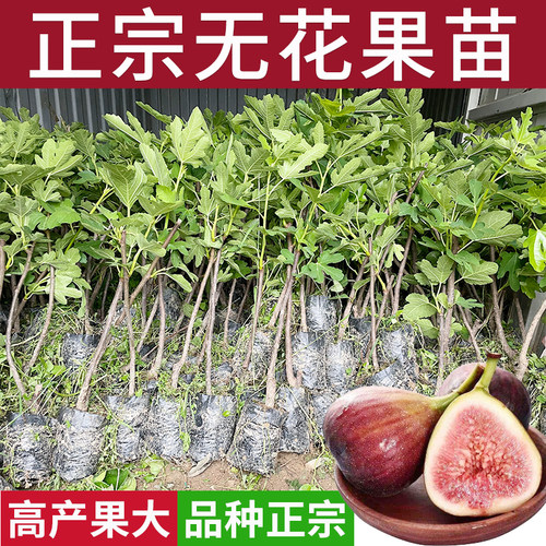 正宗无花果树苗南北方种植水果苗