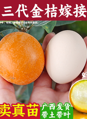 第三代脆蜜金桔树苗嫁接庭院盆地栽四代大果广西融安脆滑皮桔子苗