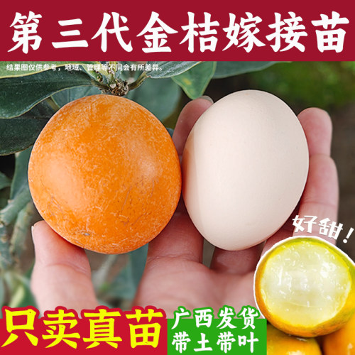 第三代脆蜜金桔树苗四代脆滑皮苗