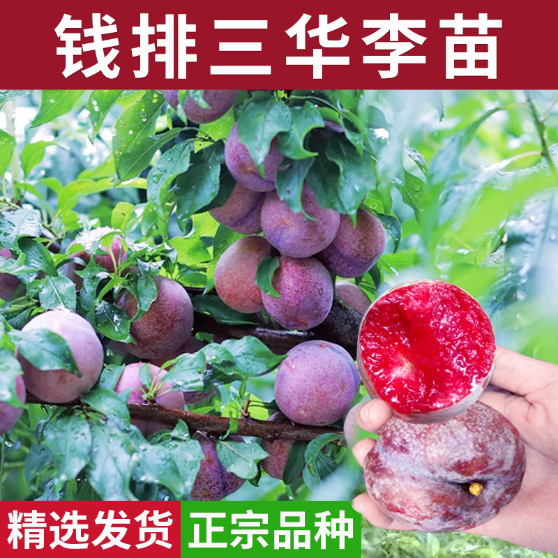 钱排三华李三月红心青李嫁接盆地栽早熟晚熟桃树水果李子树苗图片