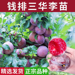 钱排三华李三月红心青李嫁接盆地栽早熟晚熟桃树水果李子树苗