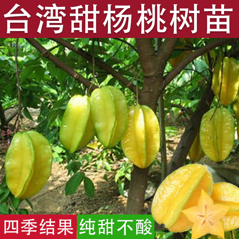 杨桃苗纯甜台湾杨桃树苗水果苗木