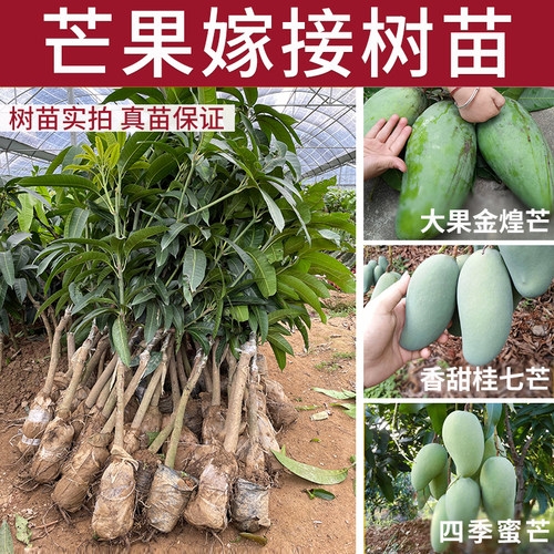 金煌芒四季蜜芒果树木带叶嫁接苗