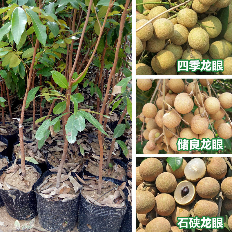 龙眼树苗桂圆嫁接石硖储良特大果苗四季龙眼当年结果带土庭院盆栽|ruв категории доставка цветов/цветок моделирования/растения садоводства, садовое растение/даосское дерево/фруктовых деревьев, фруктовых деревьев - от Buy2taobao.com для оказания профессиональной услуги покупки агента Taobao