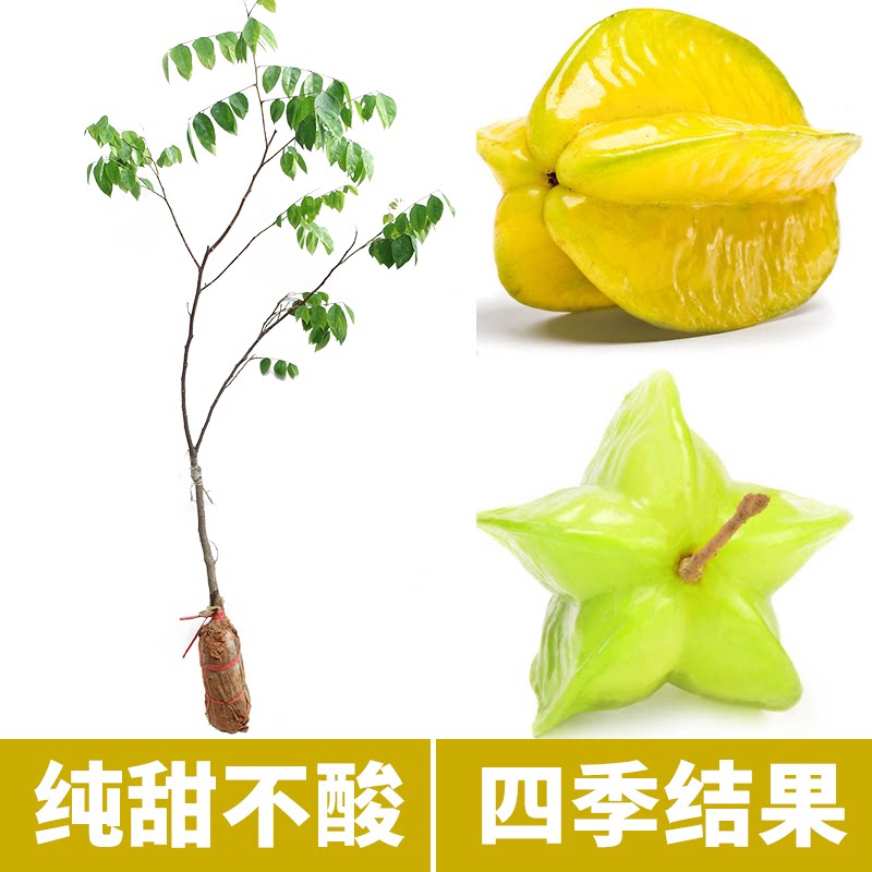 杨桃苗特大甜杨桃树苗纯甜嫁接果苗四季结果庭院地栽盆栽当年包邮|ruв категории доставка цветов/цветок моделирования/растения садоводства, садовое растение/даосское дерево/фруктовых деревьев, фруктовых деревьев - от Buy2taobao.com для оказания профессиональной услуги покупки агента Taobao