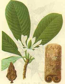 5月20日桂林市瓜里乡十里平坦农场内的厚朴（鲜皮）50000公斤网络拍卖公告