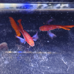 霓虹大耳孔雀鱼凤尾鱼精品紫色耳朵小型热带淡水观赏鱼红色尾巴