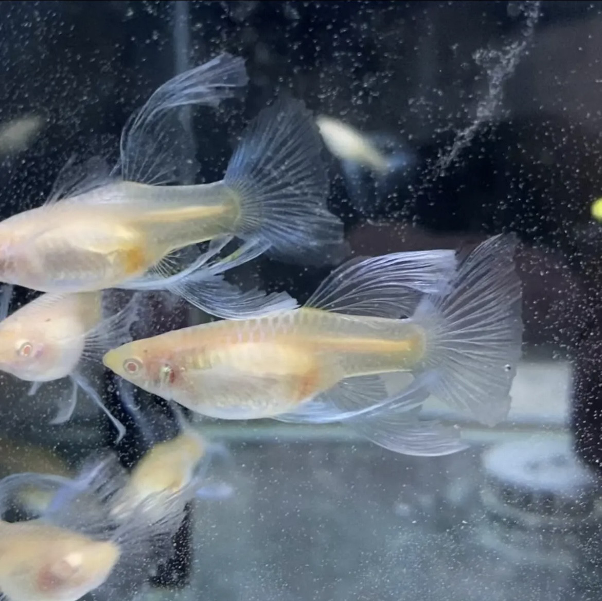 精品蓝白大c孔雀鱼粗c