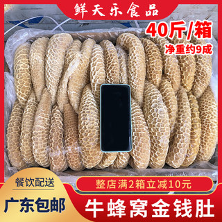 冷冻金钱肚牛肚牛杂生鲜新鲜蜂窝肚40斤/件半成品食材商用非毛肚