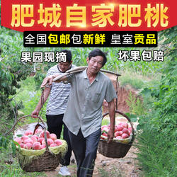 正宗肥城肥桃桃子新鲜脆桃甜桃大桃桃2026现摘大桃子顺丰快递