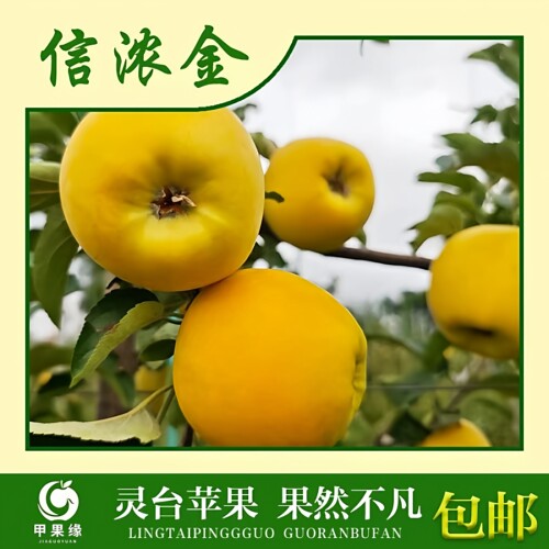 甘肃平凉灵台高原特产信浓金苹果