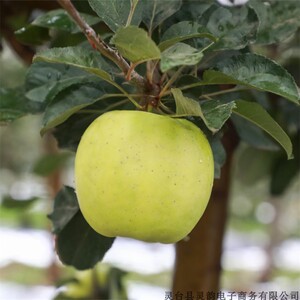 甘肃平凉灵台特产瑞雪苹果水果不打蜡脆甜带皮吃整箱当季水果包邮