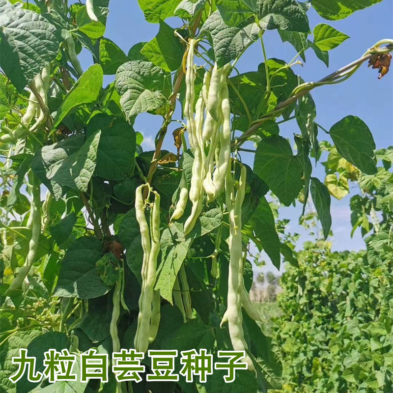九粒白芸豆种籽老来少种子四季播菜豆种孑老品种大白