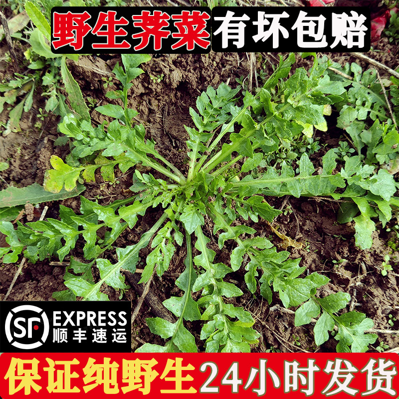 顺丰包邮荠菜野菜新鲜秦岭纯野生白花荠菜新鲜野生现挖饺子馅6斤