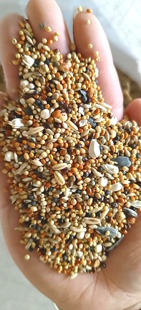 小型鹦鹉（牡丹玄风草科太平洋)配方粮（3）500g 5斤包邮