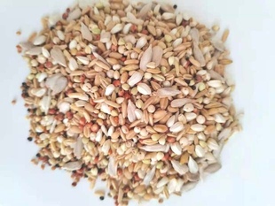 宠物金刚.亚力山大金太阳小太阳中型鹦鹉混合食料/鸟食/鸟粮 500g