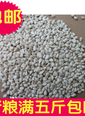 宠物新粮红花子/红花籽/白瓜子仓 鹦鹉 鸟食一件是一斤 满5斤包邮
