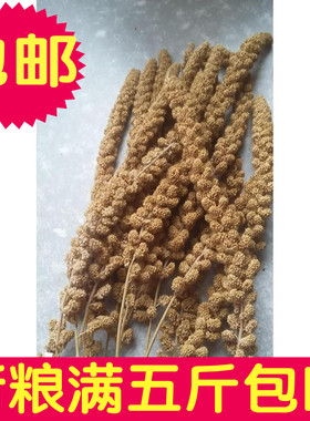 黄谷穗/谷穗 /小米穗/鹦鹉 仓鼠零食  8.88元/斤 满5斤包邮