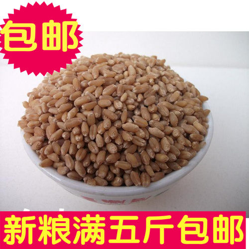 宠物五谷粮小麦原麦小麦粒仓鼠鹦鹉鸽子饲料一件=500g满5斤包运费 - 封面