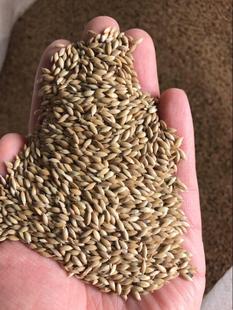 鹦鹉鸟粮 草籽 油尖粟 白尖粟 拍一件=5斤 加纳利子