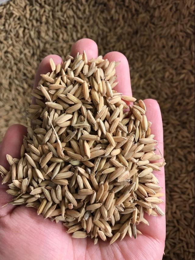 杂粮稻子大米喂鸡鸭鹅仓鼠鸟类