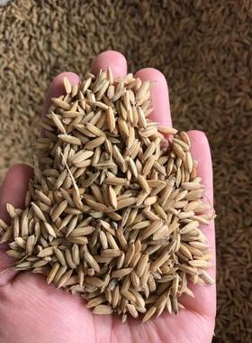 稻谷稻子水稻带壳大米喂鸡鸭鹅仓鼠鸟类粮食拍一件=5斤包邮