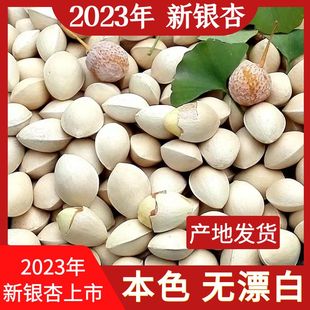 2023年新鲜白果子银杏果生百果仁无漂白带壳白果邳州特产大颗粒