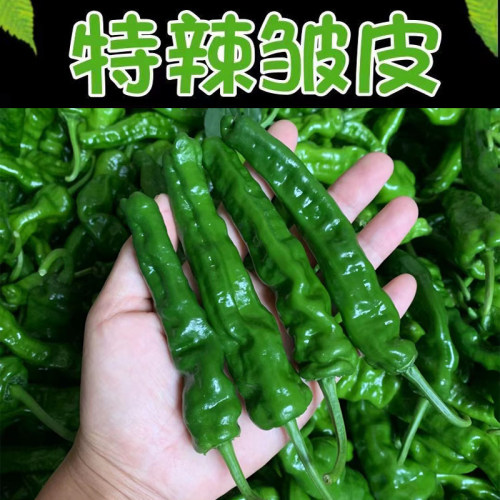 新鲜特辣小皱皮青辣椒现采现发