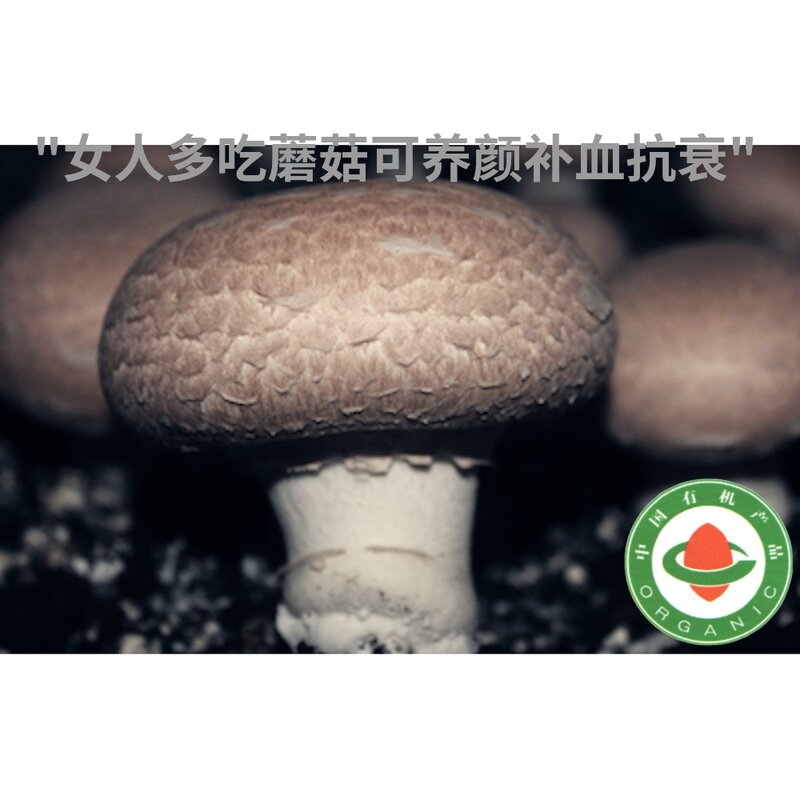 Organic Portabella Mushroom Organic Steak Mushroom/Brown Mushroom 8-9cm 1kgin the Aquatic meat/Fresh fruits and vegetables/Cooked , Fresh vegetables/Vegetable products , Fresh Mushroom  category - from Buy2taobao.com to provide professional Taobao agent buy service